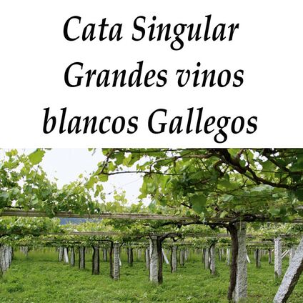 Cata Singular Junio: Grandes Vinos Blancos Gallegos Cata Singular Junio: Grandes Vinos Blancos Gallegos